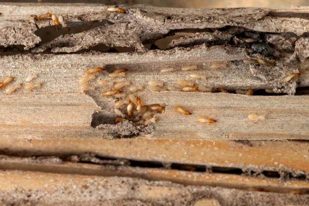 Best Wasp Removal Services  in Washington, IA